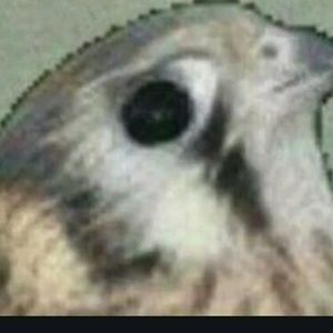 Meet your Posher, Nicholas